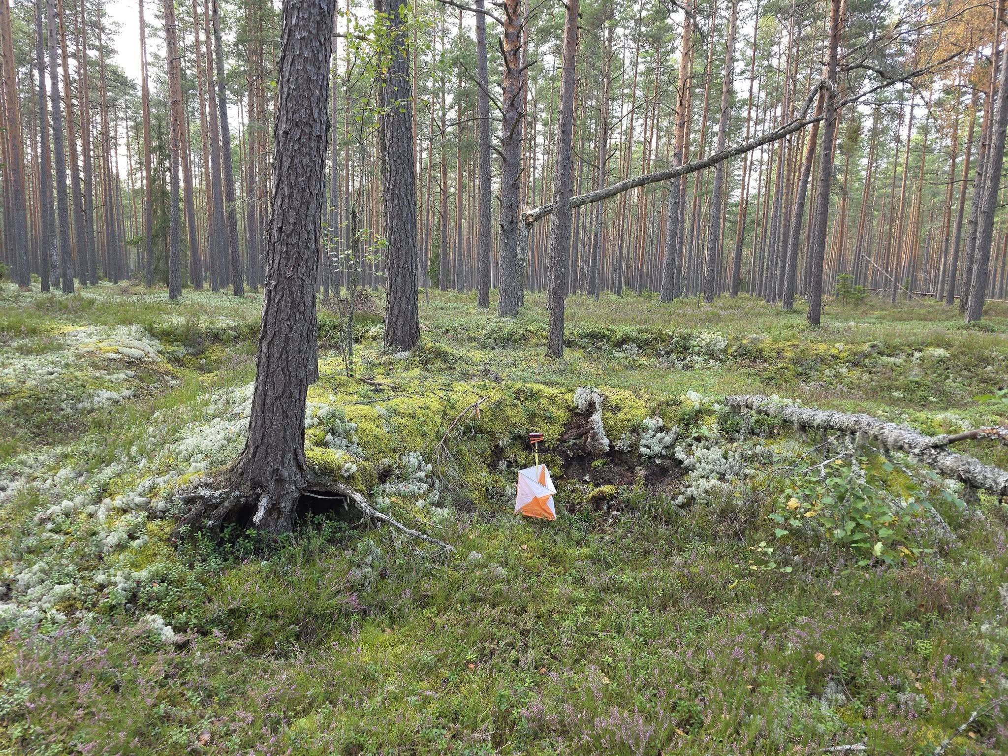 Neljapäevak Kolgaküla